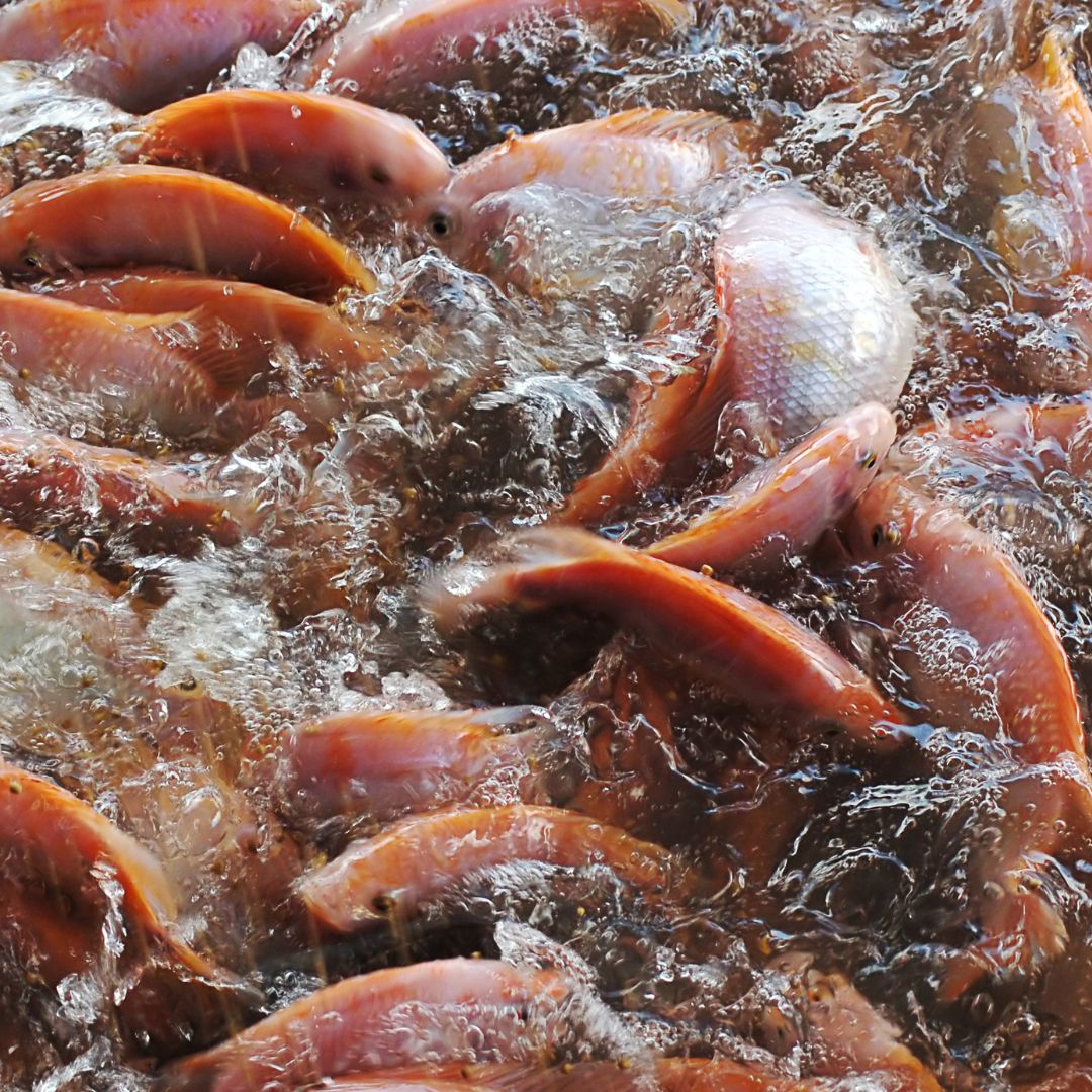 imagen peces