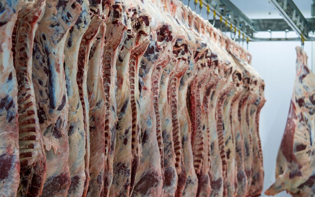 Una parte de los consumidores piensa que los animales sufren al momento del sacrificio
